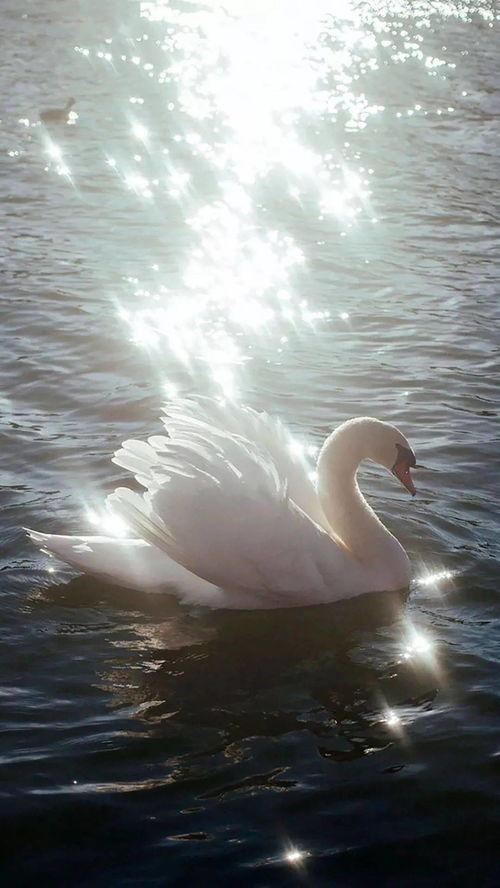 天鹅的秘密,探寻天鹅的秘密生活