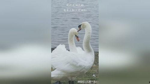 天鹅的秘密,探寻天鹅的秘密生活