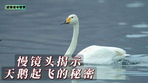 天鹅的秘密,探寻天鹅的秘密生活
