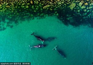 海洋巨兽,海洋巨兽的传奇与奥秘